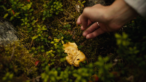 Foraging chanterelle mushrooms in Luleå's summer forest