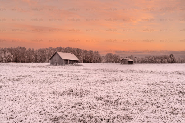 Snow-covered field with two barns at sunset