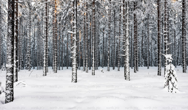 Snow-covered pine forest in winter morning