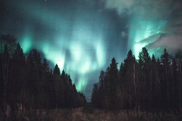 Northern lights over dark forest at night