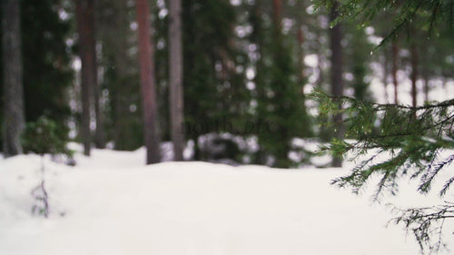Fatbike riding through snowy forest in Luleå, winter day