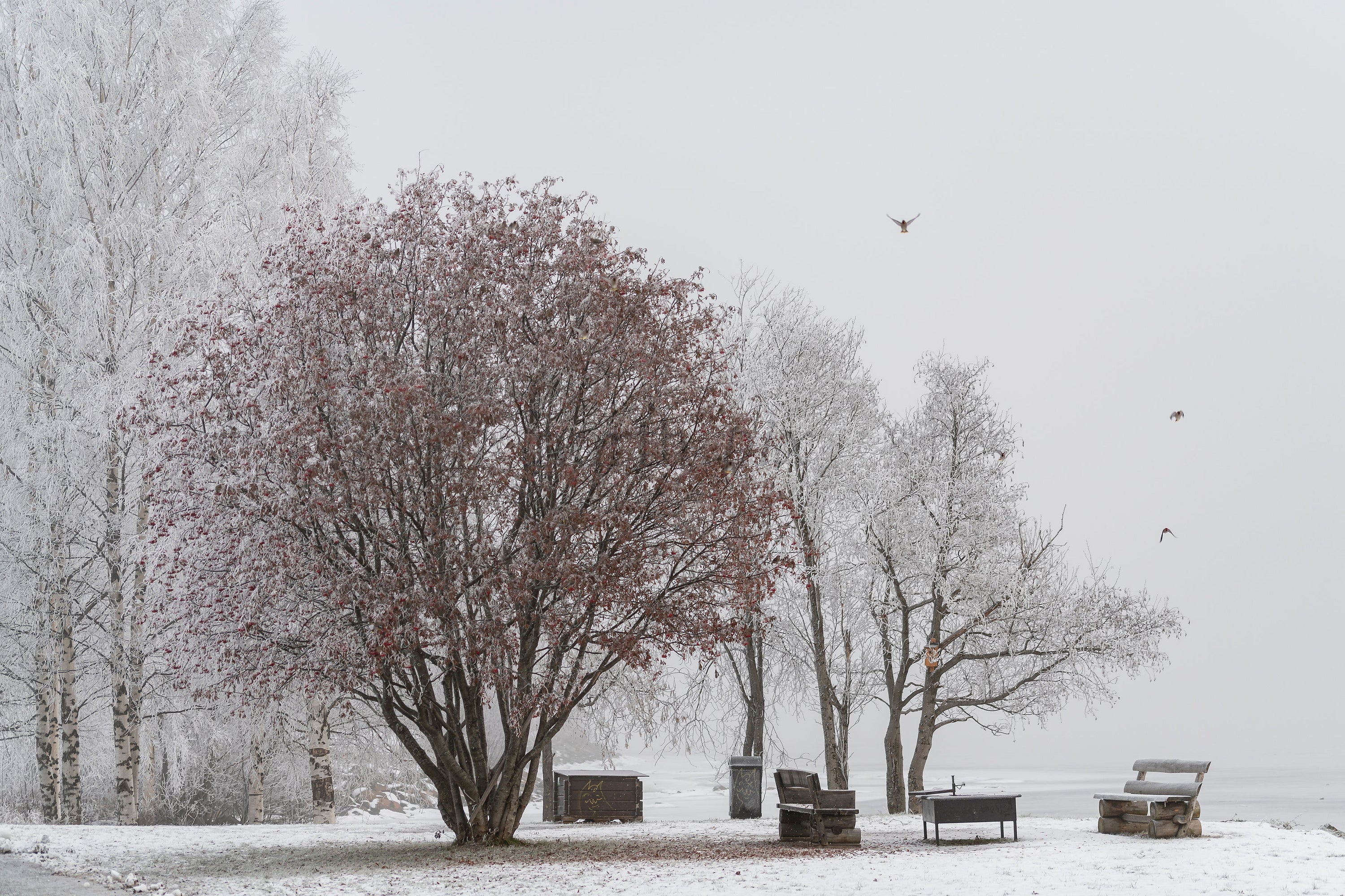 Trees and benches on a snowy lakeshore, winter day