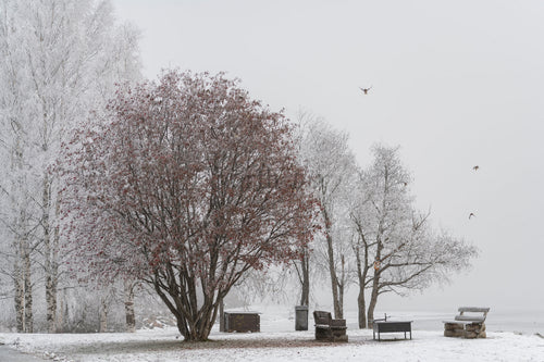 Trees and benches on a snowy lakeshore, winter day