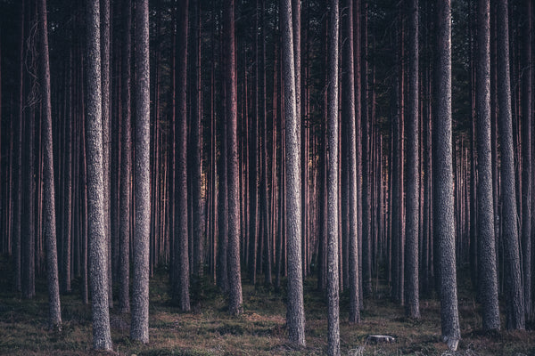 Pine forest with tall straight trunks in evening light