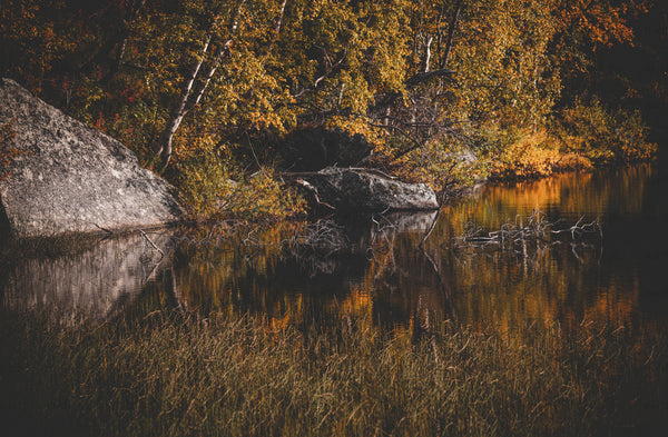 Birch trees and rocks along lake shore in autumn