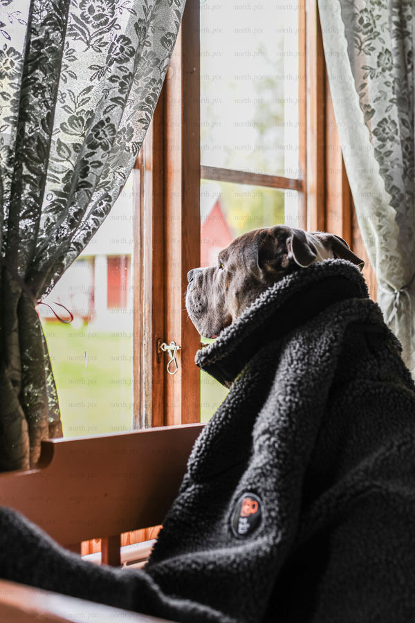 Dog in jacket looking out window by daylight