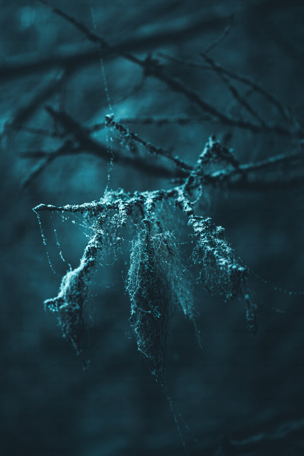 Hanging moss and lichen on forest branch