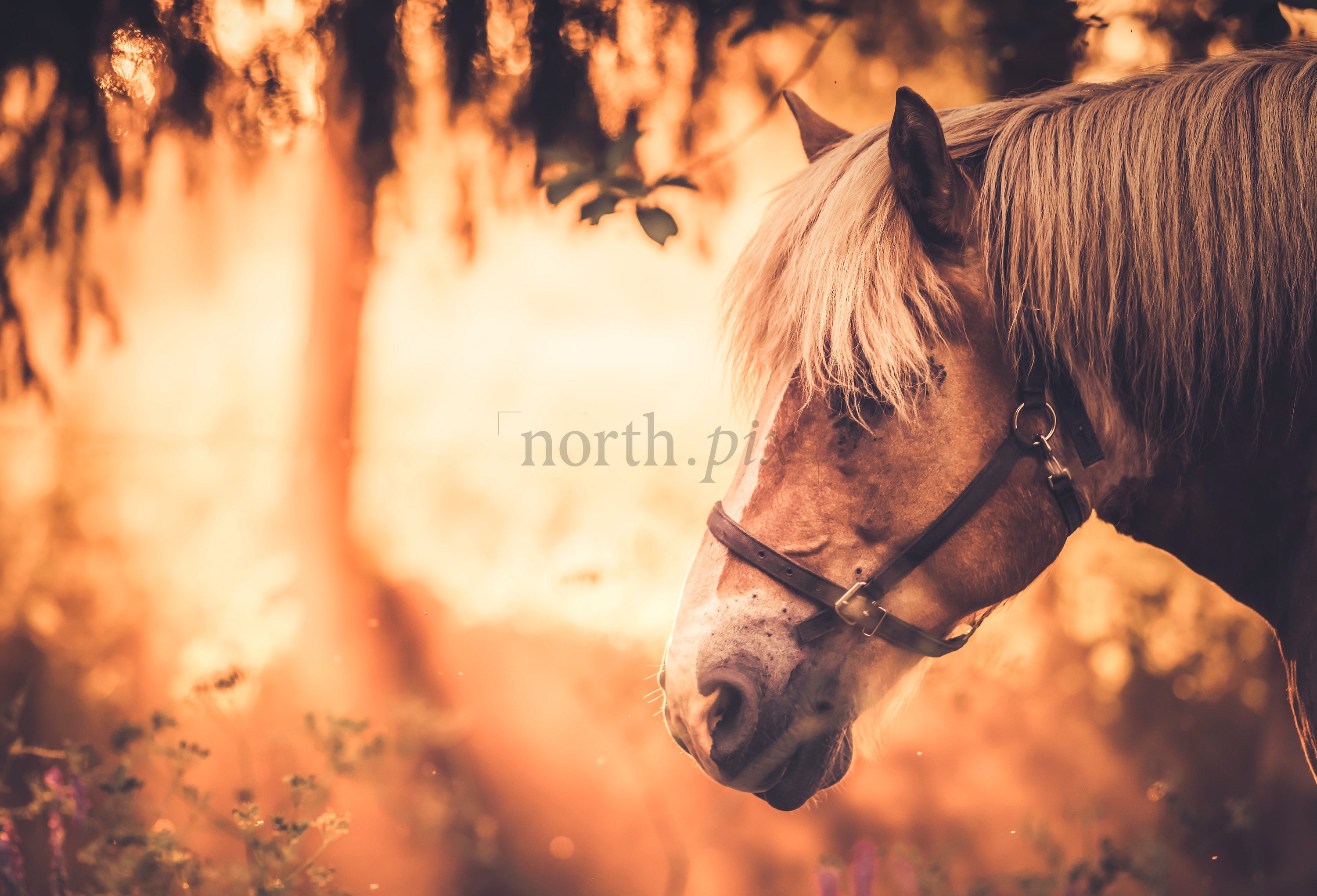 Horse head portrait in backlit field at sunset