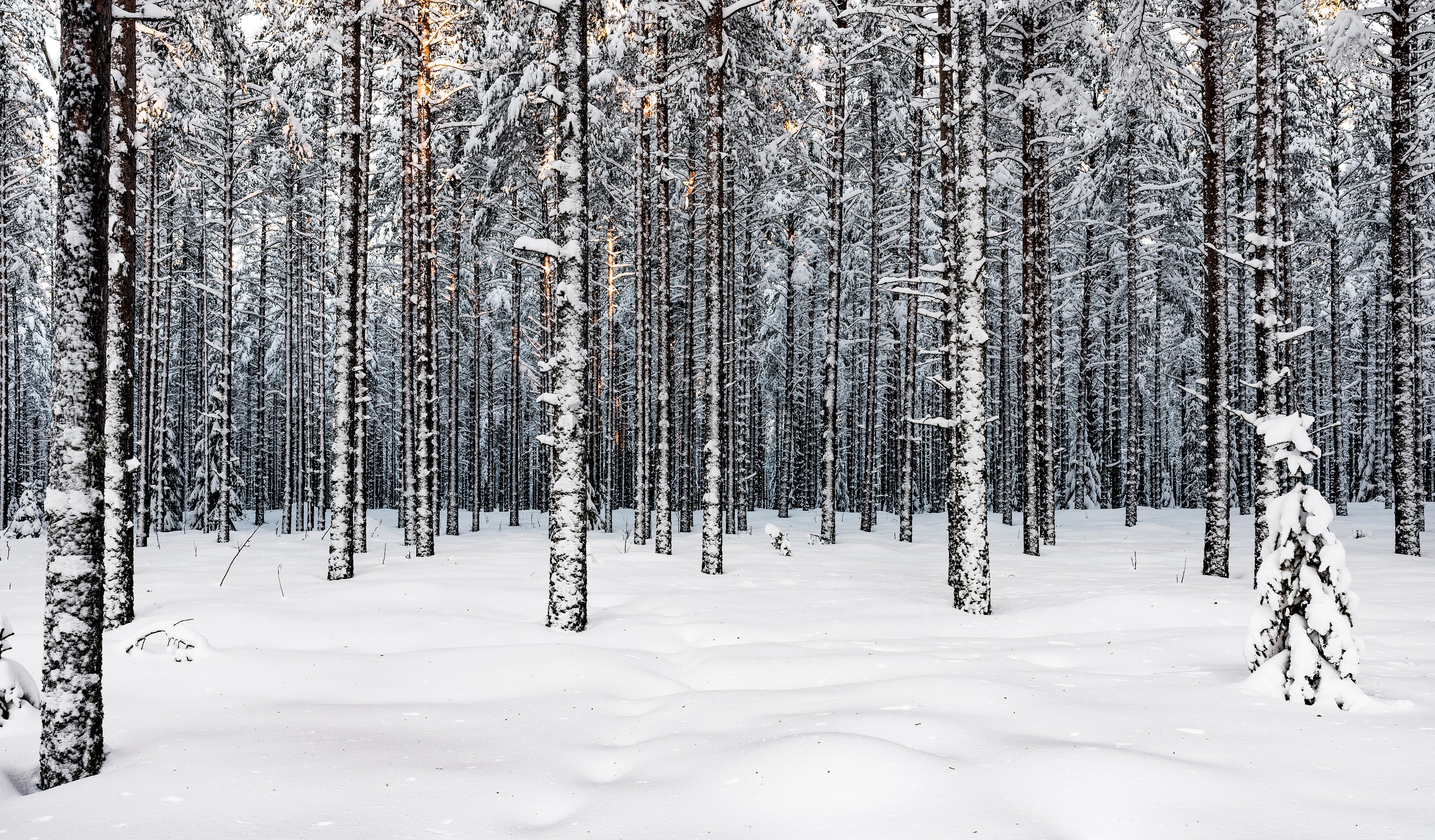 Snow-covered pine forest in winter light