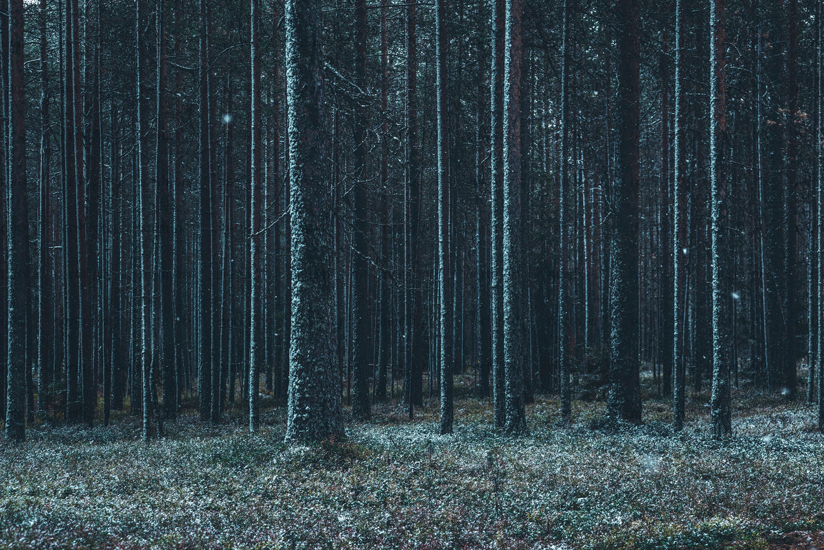 Snow-dusted pine forest with tall straight trees