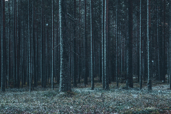 Snow-dusted pine forest with tall straight trees