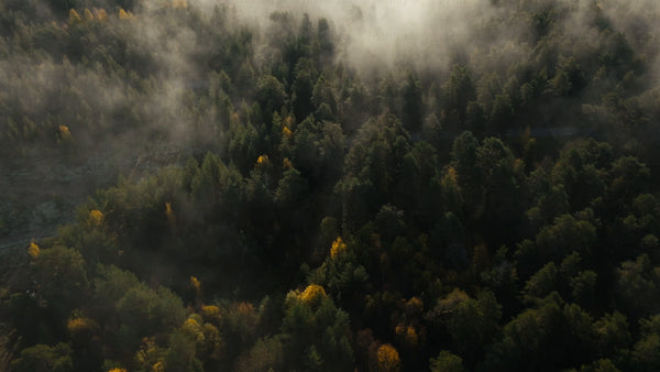 Misty autumn forest aerial view: Fog over trees and water