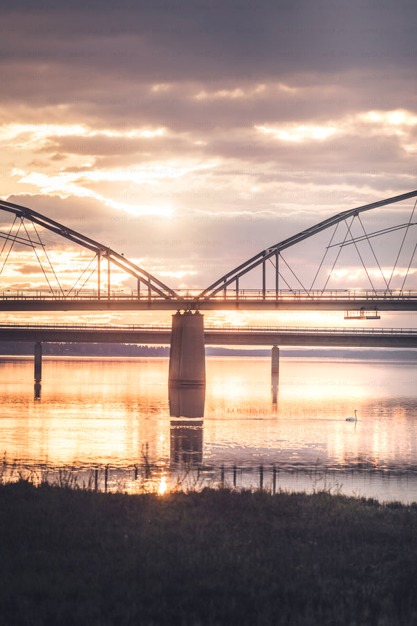 Swan swimming under arch bridge at sunrise