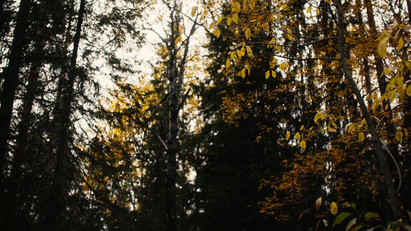 Autumn forest in Luleå: Handheld shot of Bälingeberget