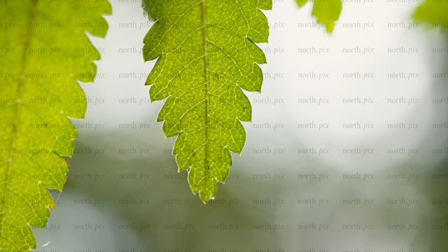 Macro close-up of green leaves swaying in the summer breeze