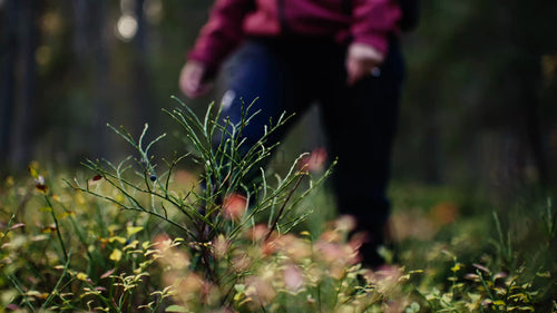 Kvinna plockar bär i en höstskog i Luleå, Sverige